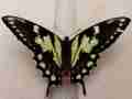 Papilio glaucus (aberration fletcheri FB-DB) (Internet Image property of respective owner, non-commercial use only)